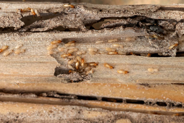 Best Insect Control  in Faith, NC