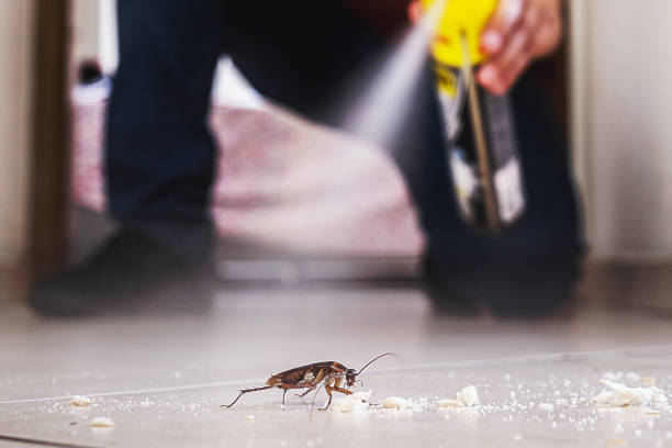 Best Local Pest Control Services  in Faith, NC